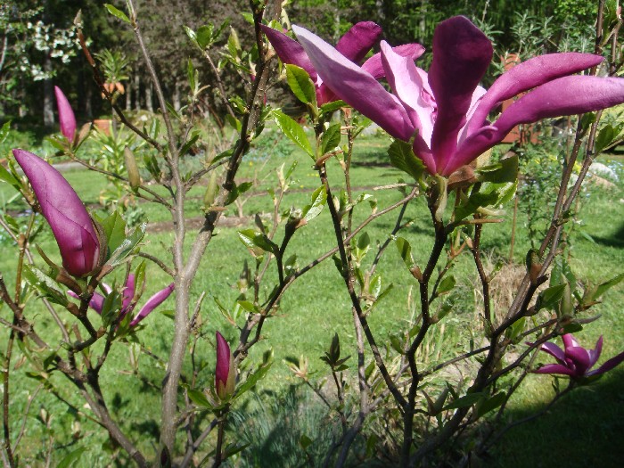 Susan - magnolia