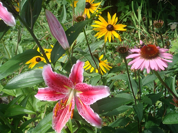 Liljor och Rudbeckia