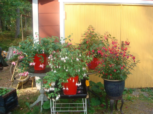 Fuchiorna 2010