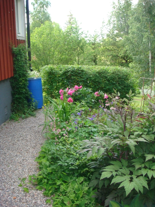 Pionen blommar