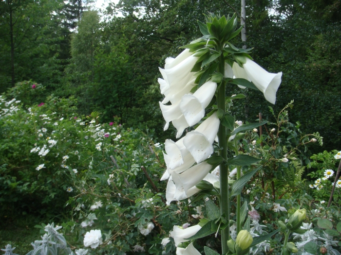 Fingerborgsblomma