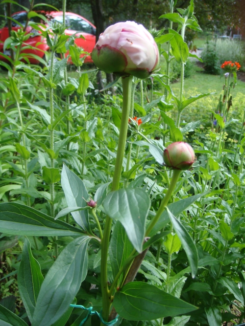 Pionknopp