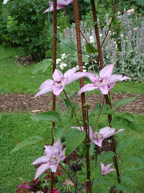 Klematis Hagley Hybrid