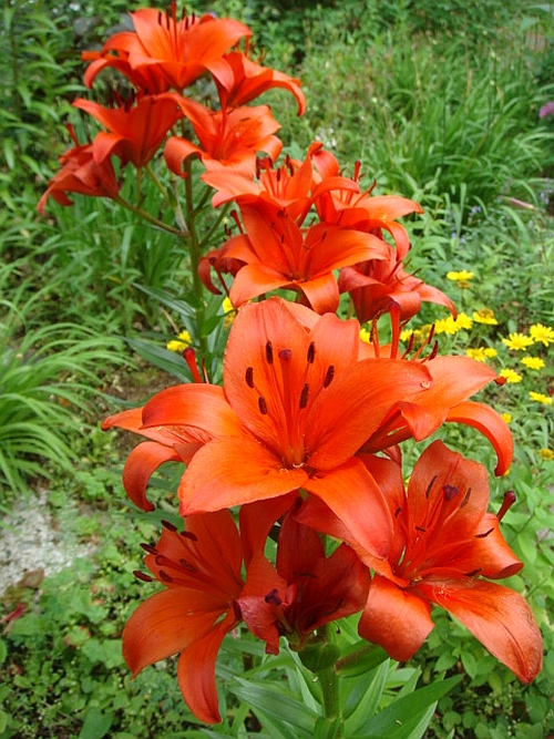 Orange oknd sort