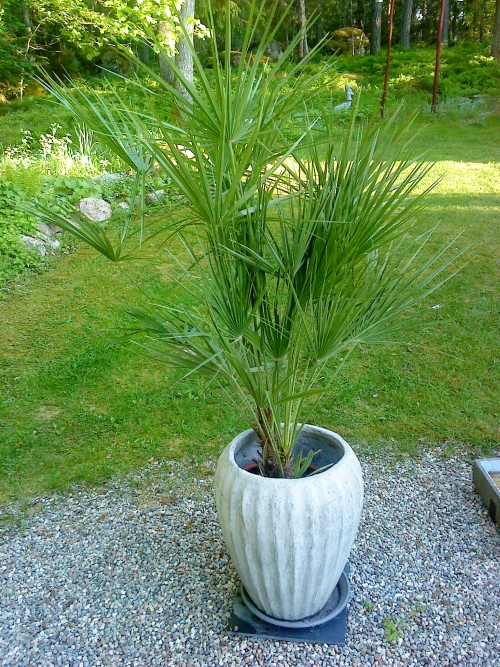 Nya palmen, europeisk dvrgpalm