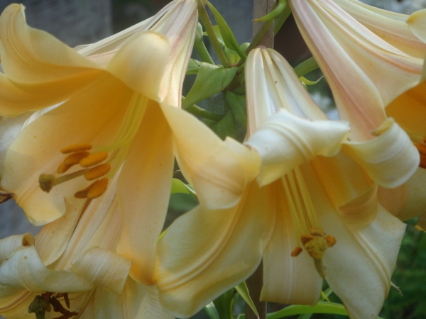Lilium African Queen