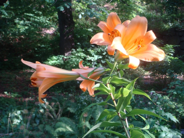 Lilium African Queen
