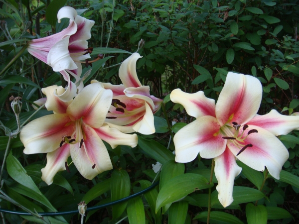 Lilium Boogie Woogie
