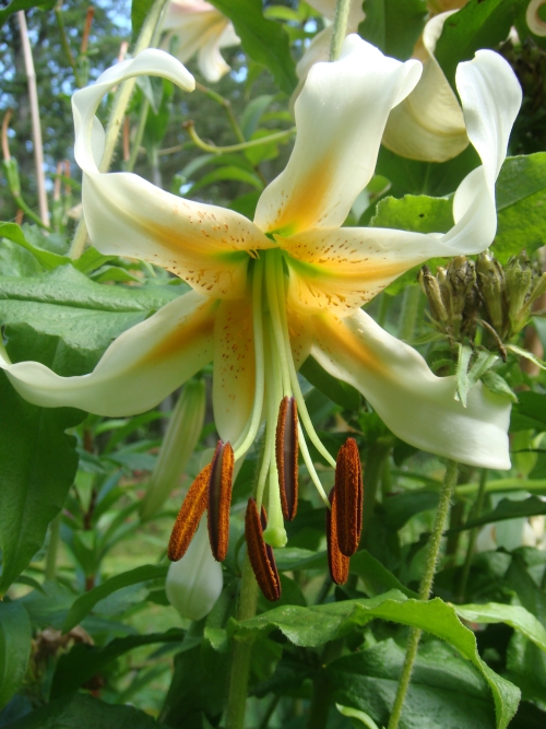 Lilium Bright Star