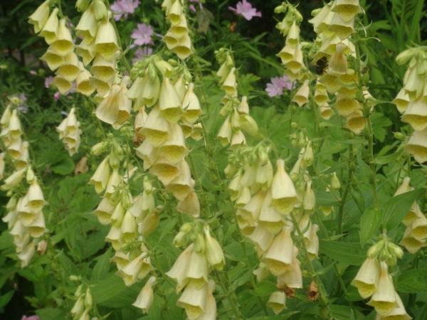 Gula perenna fingerborgsblommor