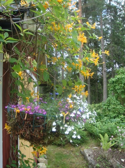 Hanging Basket och Kaprifol