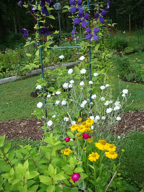 Purpurkltt och Clematis
