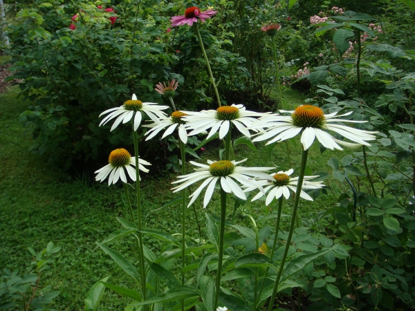 Sjlvsdda Rudbeckior