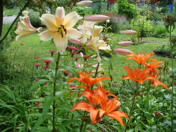 Lilium Avocado och Treffer