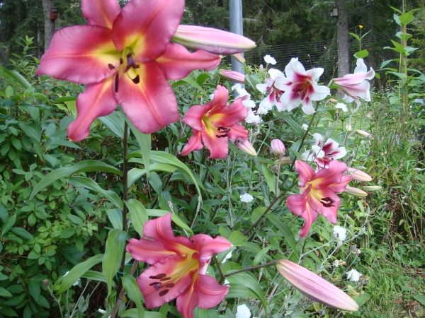 Lilium Satisfaction och Garden Plesure