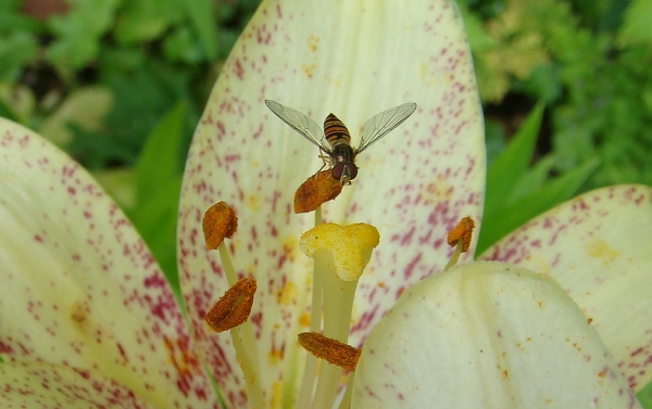 Blomfluga p lilium Medallion