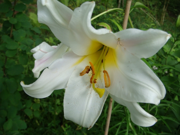 Lilium Regale