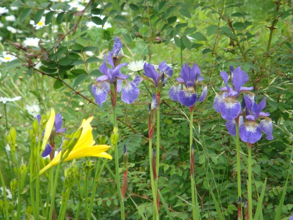 Gula och bl Iris