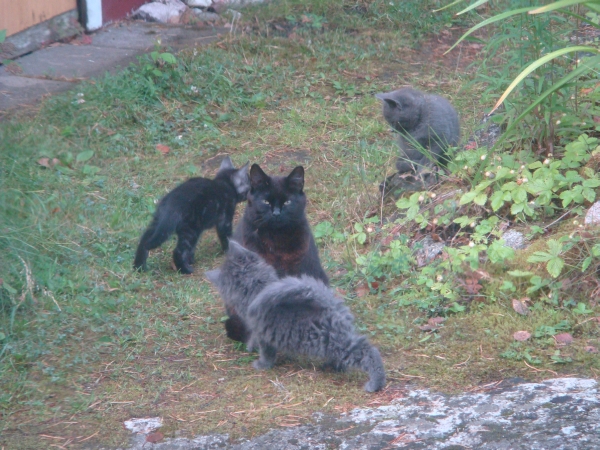 Kattungarna, Tjatte, Fnatte och Knatte med vildkattsmor