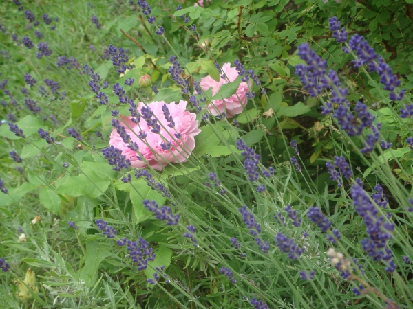 Lavendel och Jaques Cartier