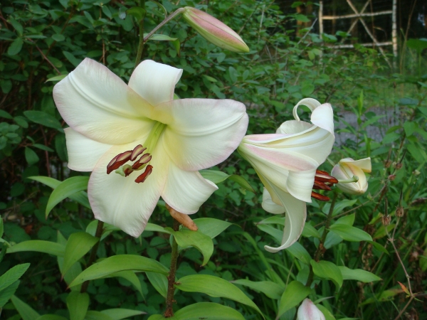 Lilium Lavon