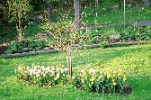 Pskliljorna