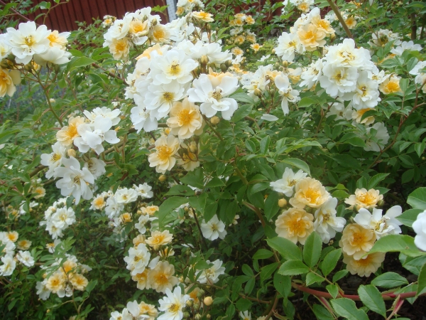 Rosa Helenae Hybrida