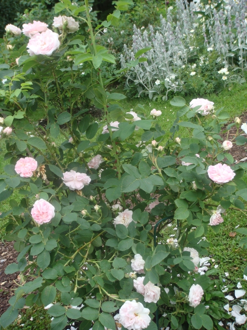 Maidens Blush