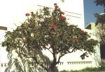Tree in Agadir