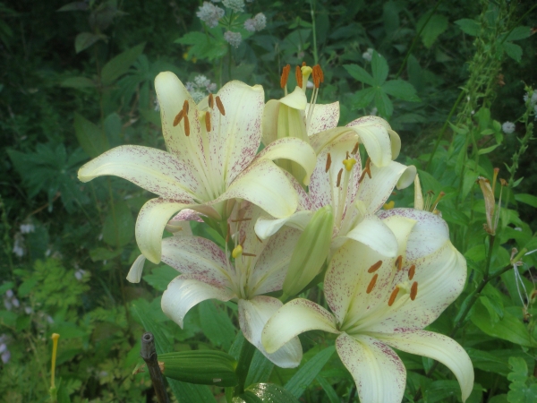 Lilium Medallion
