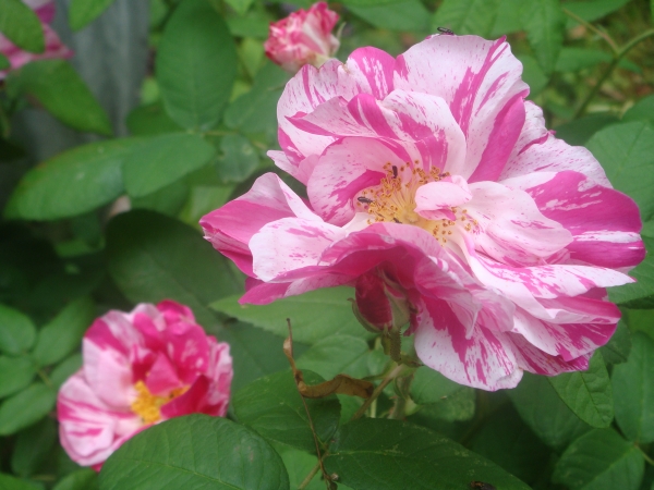 Rosa Mundi