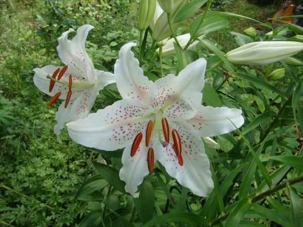 Lilium Muscadet