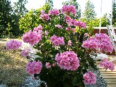 Pelargonen kpte jag av trdgrdsmstaren i kvicksund, troligen en Pyramid