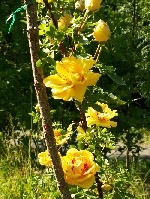 Persian Yellow