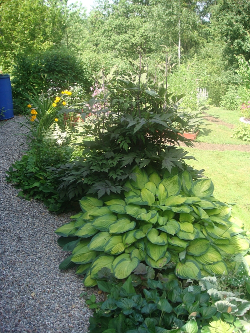 Hosta Gold Standard, 1,8 meter i diameter! Bakom str ett Silverax, Brunette, 2 meter hg!