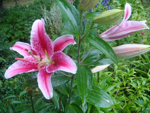 Lilium Star Gazer