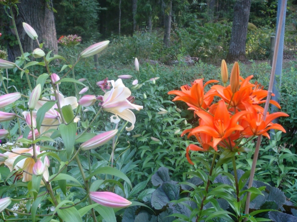 Lilium Avocado och Treffer