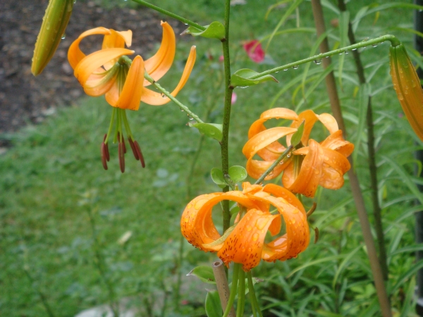 Orange Turbanlilja