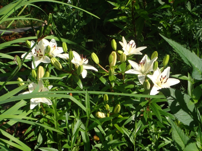 Vita liljor
